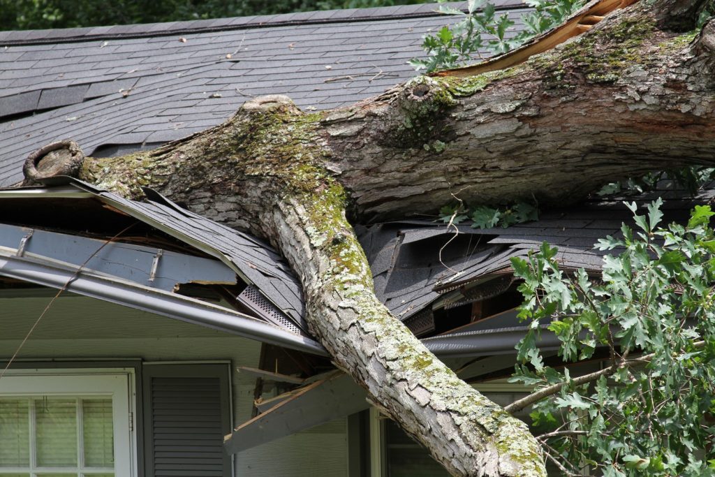 tree damage to roof